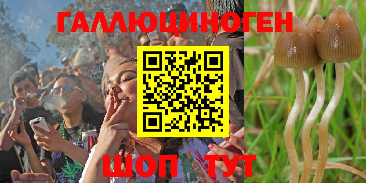 Псилоцибиновые грибы Psilocybe Омск